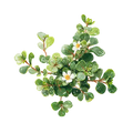 Brahmi Gummies